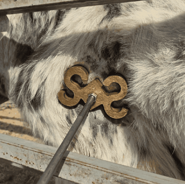 Freeze branding iron applied to a horse, cold vapor rising